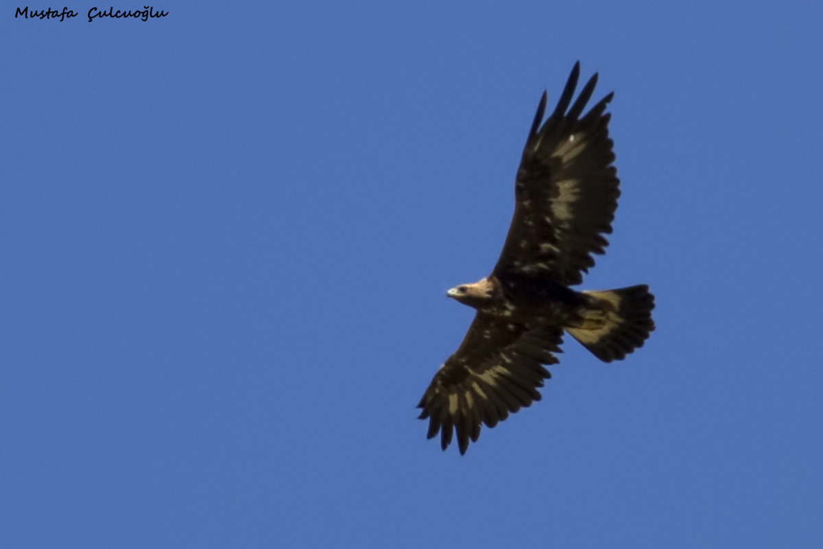 Golden Eagle